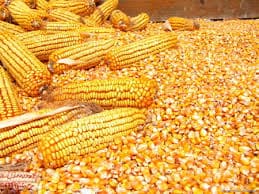 Quality Grade A Yellow Corn _ White Corn_Maize for Human _ Animal Feed